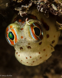 Tiny Blenny peeks out from its shelter to check if the co... by Tony Cherbas 